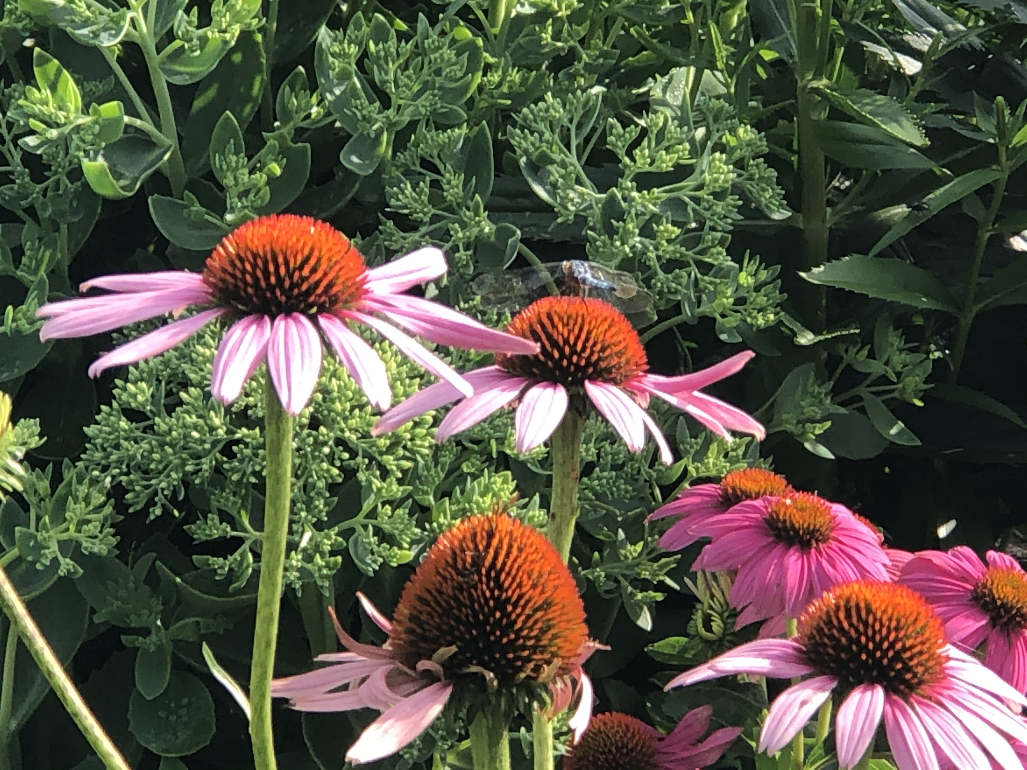 pollination at work! July 27