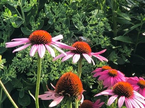 pollination at work! July 27